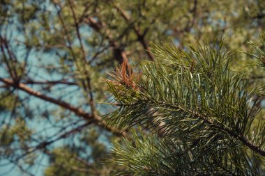 Çam ağacının ağaç dalı genç