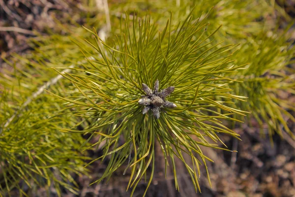 The tree branch of the pine tree is young — Stock Photo, Image