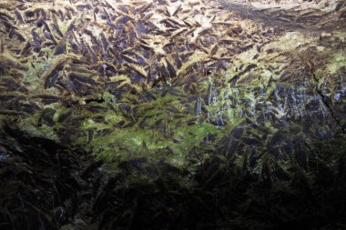 Mağara sarkıtlarının makro görünümü arka plan