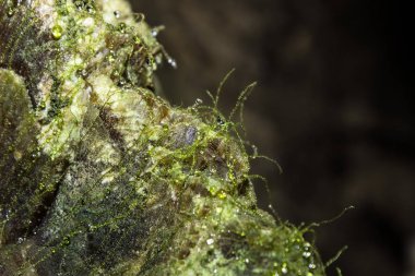 Mağara sarkıtlarının makro görünümü arka plan