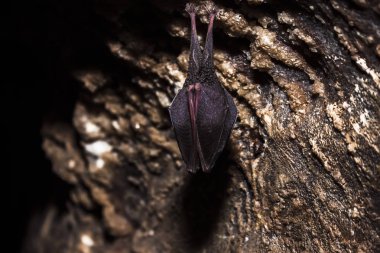 Yakın küçük uyku at nalı yarasa kanatları ile kaplı, soğuk doğal kaya mağarasının üstüne baş aşağı asılı kış uykusuna yatarken. Yaratıcı yaban hayatı fotoğrafçılığı. Yaratıcı aydınlatılmış bulanık arka plan.