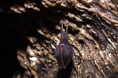 Yakın küçük uyku at nalı yarasa kanatları ile kaplı, soğuk doğal kaya mağarasının üstüne baş aşağı asılı kış uykusuna yatarken. Yaratıcı yaban hayatı fotoğrafçılığı. Yaratıcı aydınlatılmış bulanık arka plan.