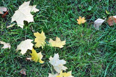 Akçaağaç yaprakları yeşil çimlerin üzerinde uzanır.