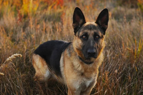 秋の公園にはドイツの羊飼いの犬が歩いています 彼女は悲しい目をしている — ストック写真