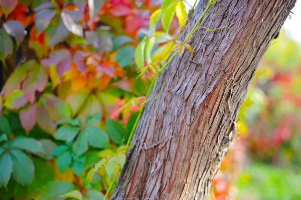 Feuilles Raisins Sauvages Automne Beau Fond — Photo