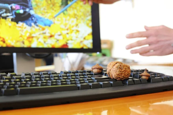 Walnuts and acorns lie on the keyboard in the office on the background of the monitor. The concept of a pause for rest at work