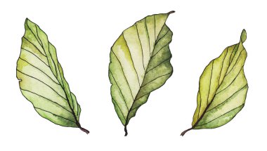 Beyaz arka plan üzerinde izole üç el boyalı suluboya yeşil ağaç yaprakları seti