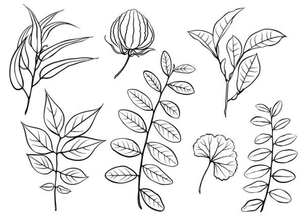 Vector Set Natural Decorative Design Elements Leaves Branches Plants Black — Stock Vector