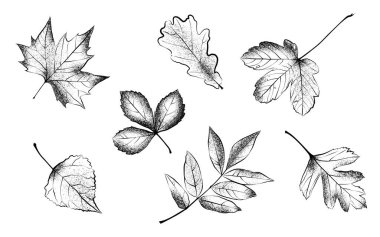 Beyaz arkaplanda siyah ve beyaz renklerde güzel sonbahar yapraklarının vektör çizimi, sonbahar posterleri, afişler, el ilanları, sosyal medya grafikleri, web sitesi başlıkları, davetiyeler, ambalajlar ve promosyon için tasarım unsurları