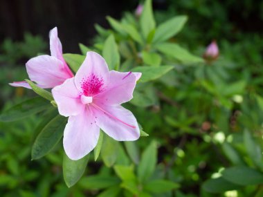 Kırmızı açelya. Güzel pembe çiçekler garde çiçek açıyor