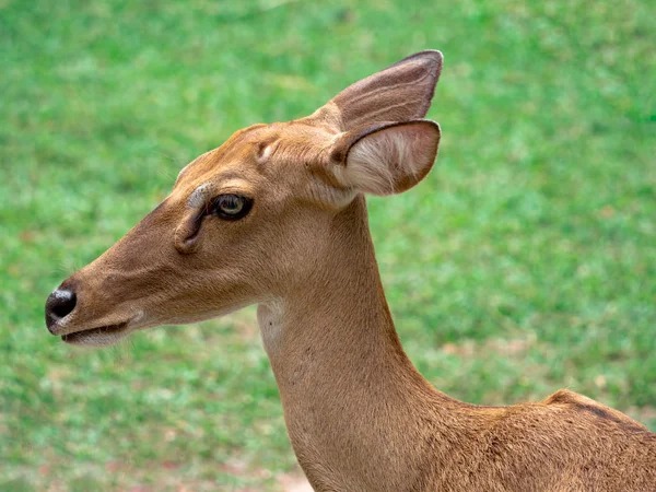 Deer Garden Looking Close Camera — Stock Photo, Image