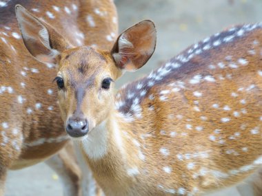 Bahçede bir şey arıyor vücut üzerinde nokta ile Geyik