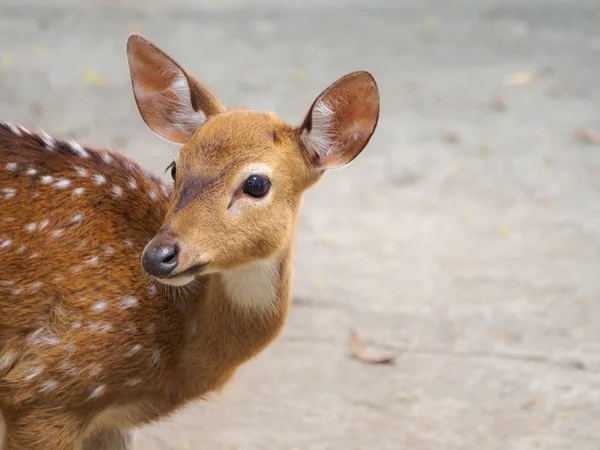 Deer with dots on the body looking something in the garden — Stock Photo, Image