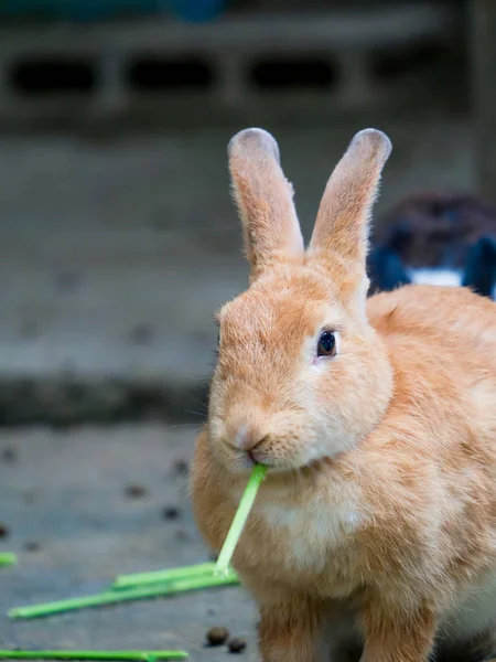 Los conejos lindos son divertidos de comer con cuidado. Ideas para la crianza de conejos — Foto de Stock