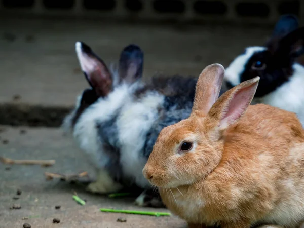Los conejos lindos son divertidos de comer con cuidado. Ideas para la crianza de conejos — Foto de Stock