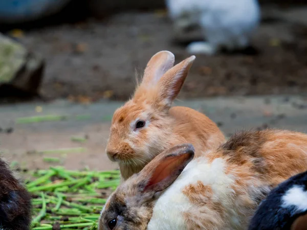 Los conejos lindos son divertidos de comer con cuidado. Ideas para la crianza de conejos — Foto de Stock