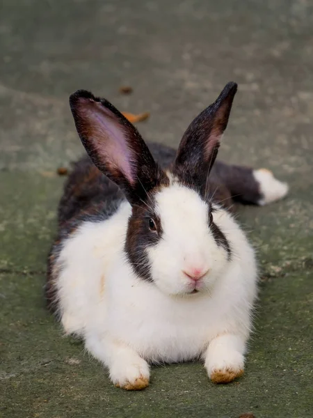 I conigli carini sono divertenti da mangiare con cura. Idee per allevare conigli caus — Foto Stock