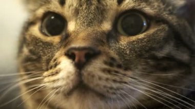 Güzel bir kedi ya da kedi bir noktada havayı küçük bir burunla koklayarak dikkatle bakar. Bu yakın çekim bir video.