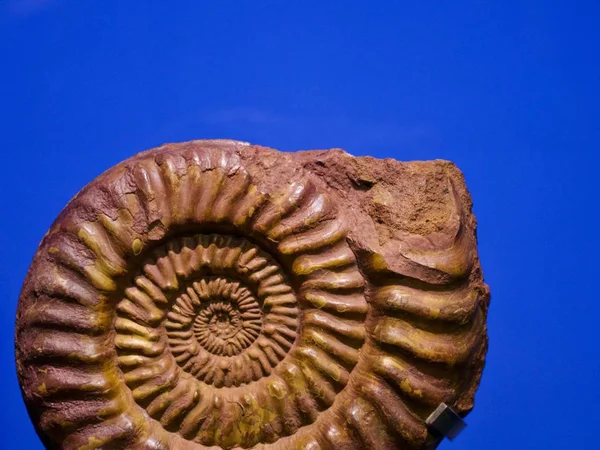 Fossile Ancien Dans Muse — Stockfoto