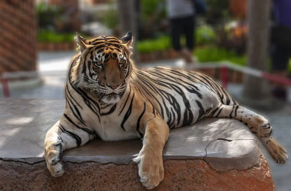 Tigre Del Bengala Posa Sul Podio — Foto Stock