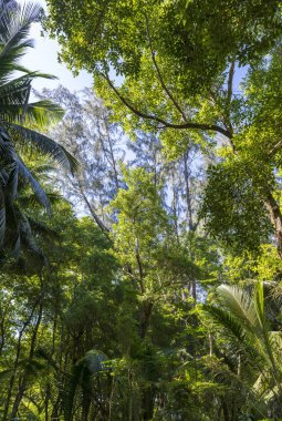 Anse Intendanse plaj orman yolu