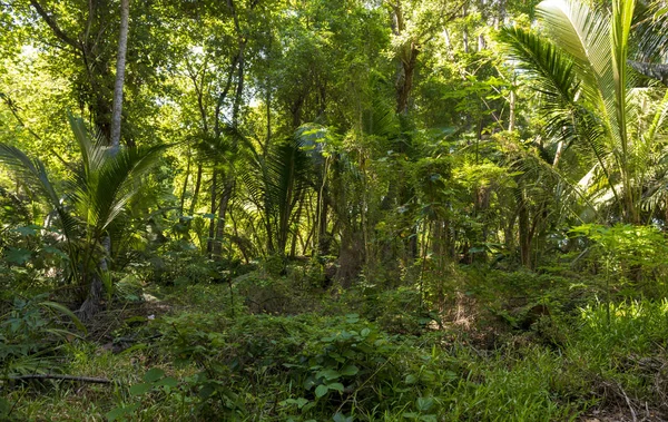 Jungle road to Anse Intendanse beach