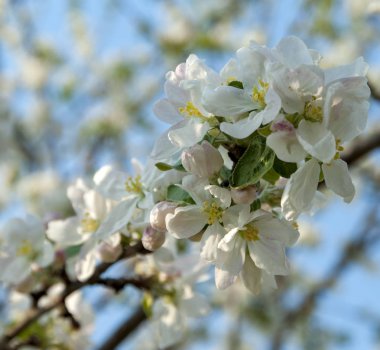 Çiçekli bahar elma ağaçlarının bahçede
