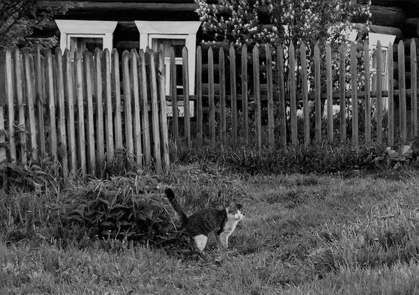 白黒写真 田舎で3月の猫 普通の村の小屋 ヘッジ リンゴの木の開花 — ストック写真