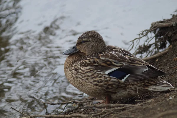 俄罗斯叶卡捷琳堡一个城市池塘上的野鸭场 摆姿势的鸭子 — 图库照片