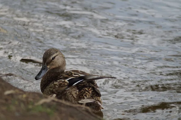 Barraca Pato Selvagem Uma Lagoa Cidade Yekaterinburg Rússia Pato Posando — Fotografia de Stock