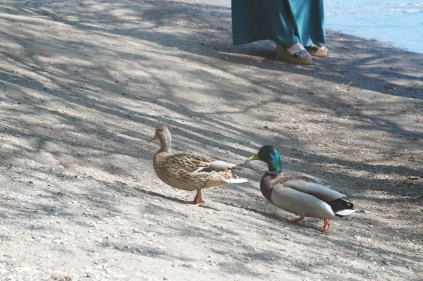 Wilde Eend Wilde Eend Een Stad Waterplas Yekaterinburg Rusland — Stockfoto