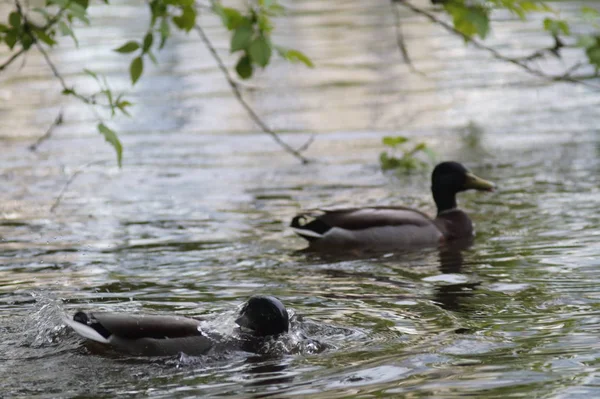 Barraca Pato Selvagem Uma Lagoa Cidade Ecaterimburgo Rússia — Fotografia de Stock