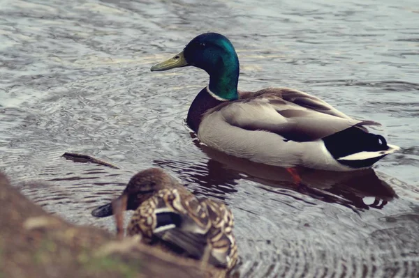 Wilde Eend Wilde Eend Een Stad Waterplas Yekaterinburg Rusland — Stockfoto