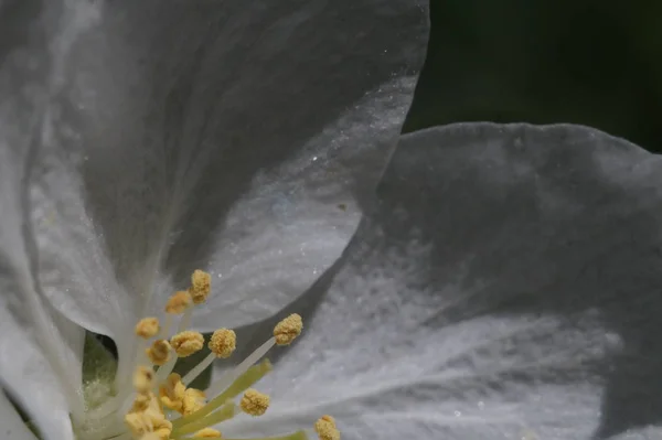 Primer Plano Dentro Flor Del Manzano Zona Nitidez Estambres Pistilos — Foto de Stock