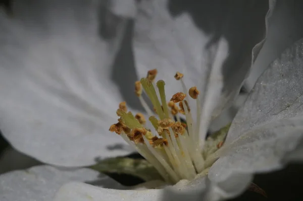 Zbliżenie Wewnątrz Kwiat Jabłoni Strefie Ostrości Pręgi Słupy Pyłki — Zdjęcie stockowe