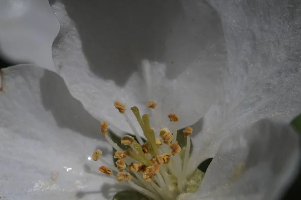 Vértes Bent Almafa Virág Zónában Élesség Porzóba Bibékből Pollen — Stock Fotó