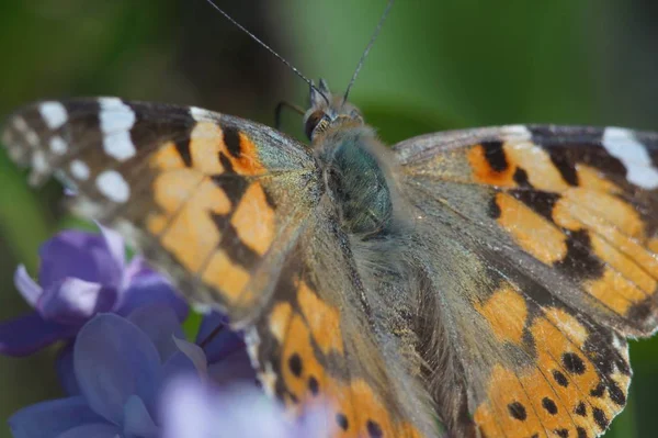 Macro Che Spara Farfalla Ninfeo Specie Vanessa Cardui Fatto Lungo — Foto Stock