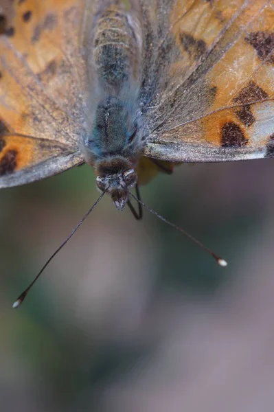 Macro Che Spara Farfalla Ninfeo Specie Vanessa Cardui Fatto Lungo — Foto Stock