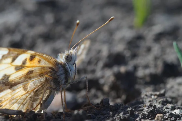 Střelba Druh Motýla Nymphelid Vanessa Cardui Byl Dlouhý Let Sever — Stock fotografie