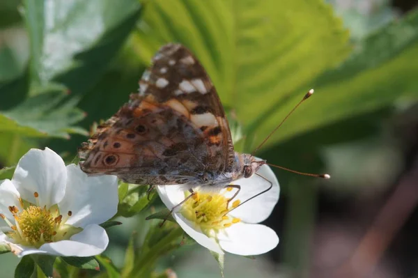 Macro Shooting Butterfly Nymphelid Species Vanessa Cardui Made Long Flight — Stock Photo, Image