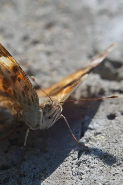 Macro Shooting Butterfly Nymphelid Species Vanessa Cardui Made Long Flight — Stock Photo, Image