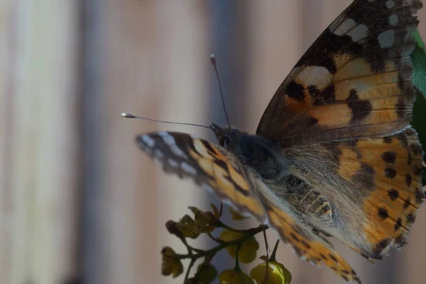 Macro Che Spara Farfalla Ninfeo Specie Vanessa Cardui Fatto Lungo — Foto Stock