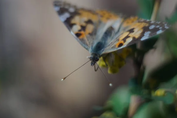 Makroschießen Schmetterlingsart Vanessa Cardui Machte Einen Langen Flug Den Norden — Stockfoto
