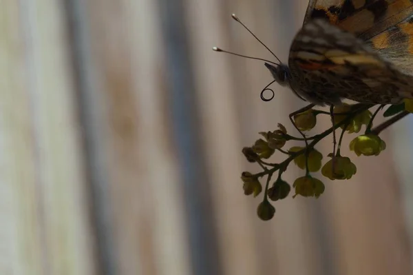 Macro Che Spara Farfalla Ninfeo Specie Vanessa Cardui Fatto Lungo — Foto Stock