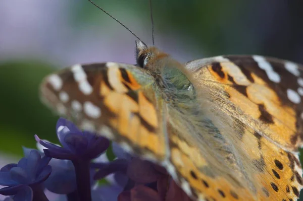 Makroschießen Schmetterlingsart Vanessa Cardui Machte Einen Langen Flug Den Norden — Stockfoto