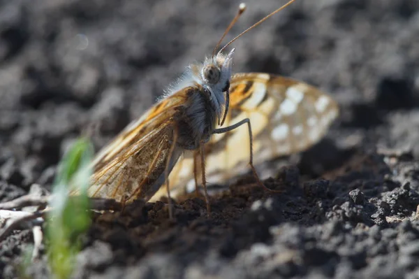 Makro Çekimi Kelebek Nymphelid Türler Vanessa Cardui Kuzeye Uzun Bir — Stok fotoğraf