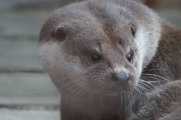 Otter Van Familie Van Wezels Erg Klein Maar Erg Boos — Stockfoto