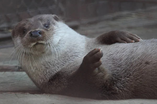 イタチの家族のカワウソは非常に小さいですが 非常に怒って危険な捕食者です 動物園の訪問者に好奇心を示し 彼らが好きな味を見たい — ストック写真