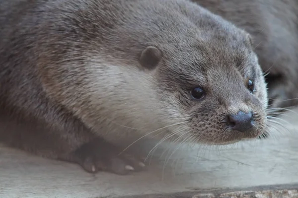 Otter Van Familie Van Wezels Erg Klein Maar Erg Boos — Stockfoto