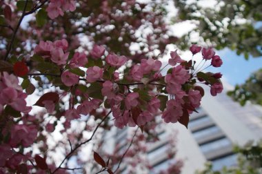 İşleme olmadan fotoğraflar. Büyük şehrin sokaklarında kırmızı çiçeklerle elma ağaçlarıbol çiçekli. Güzel bulanıklık. Renkler: yeşil, bordo, leylak, pembe, kırmızı, turkuaz, mavi.